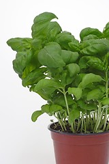 Image showing Salad herbs