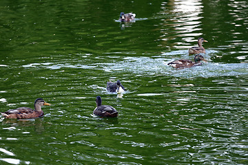 Image showing Ducks