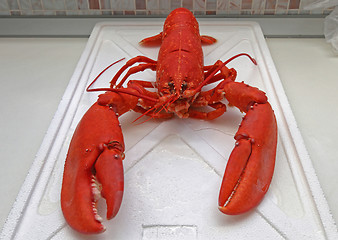 Image showing Cooked Lobster