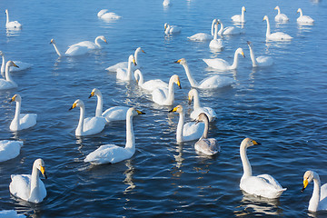 Image showing Beautiful white whooping swans