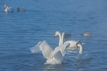 Image showing Beautiful white whooping swans