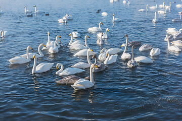 Image showing Beautiful white whooping swans