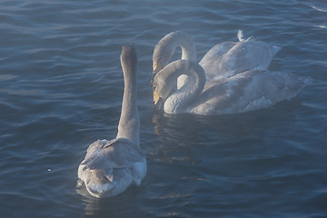 Image showing Beautiful white whooping swans