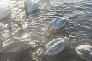 Image showing Beautiful white whooping swans