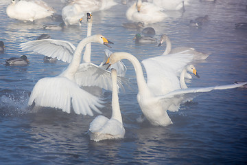 Image showing Beautiful white whooping swans