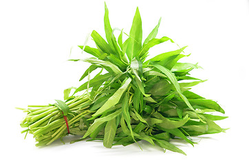 Image showing Water spinach or morning glory