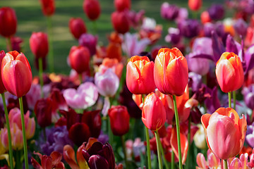 Image showing Blooming tulips flowerbed in Keukenhof flower garden, Netherland