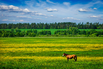 Image showing Green scenery lanscape with horse