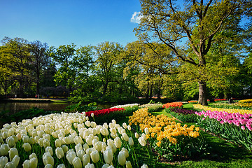 Image showing Blooming tulips flowerbeds in Keukenhof flower garden, Netherlan