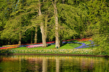 Image showing Blooming tulips flowerbeds in Keukenhof flower garden, Netherlan