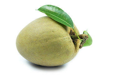 Image showing Fresh sapodilla tropical fruit