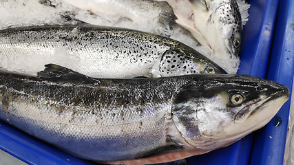 Image showing Salmon fish on ice for sale in market