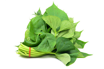 Image showing Bunch of sweet potatos leaves