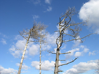 Image showing Wildlife reserve