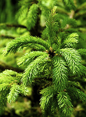 Image showing Young Spruce Shoots