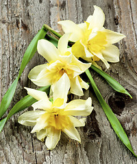 Image showing Spring Terry Daffodils