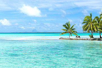 Image showing palm trees on tropical beach in french polynesia