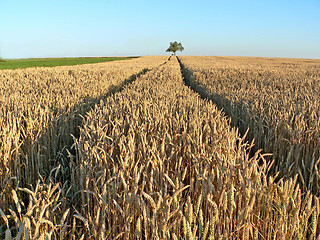 Image showing Wheat field