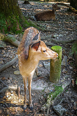 Image showing Sika fawn deer in Nara Park forest, Japan