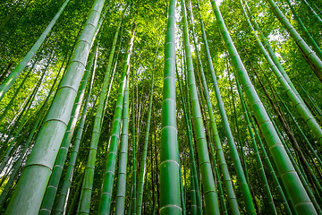 Image showing Arashiyama bamboo forest, Kyoto, Japan