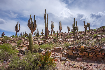 Image showing Pukara de Tilcara, Argentina