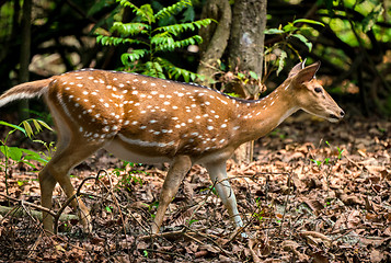 Image showing spotted or sika deer in the jungle