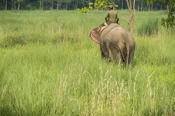 Image showing Mahout or elephant rider riding a female elephant