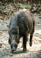 Image showing Wild boar male feeding in the jungle