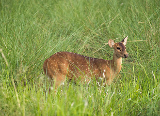 Image showing Sika or spotted deer in elephant grass tangle