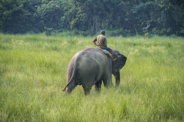 Image showing Mahout or elephant rider riding a female elephant