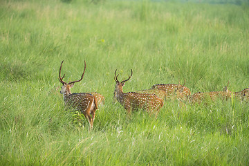 Image showing Sika or spotted deers herd in the elephant grass