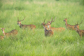 Image showing Sika or spotted deers herd in the elephant grass