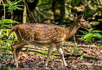 Image showing spotted or sika deer in the jungle