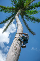 Image showing Adult male climbs coconut tree to get coco nuts