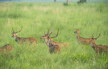 Image showing Sika or spotted deers herd in the elephant grass