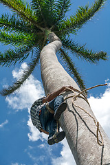 Image showing Adult male climbs coconut tree to get coco nuts