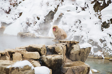 Image showing japanese macaque or snow monkey at hot spring