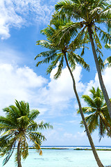 Image showing tropical beach with palm trees in french polynesia