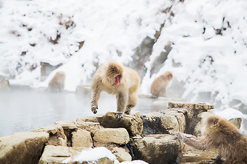 Image showing japanese macaques or snow monkeys at hot spring