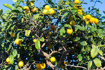 Image showing lemon tree over blue sky