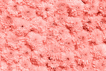 Image showing wall of chrysanthemums in living coral color