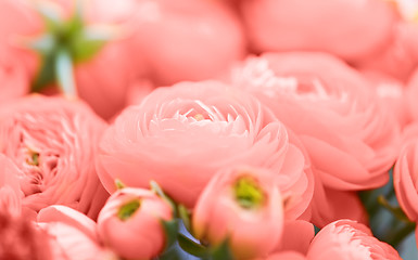 Image showing beautiful ranunculus flowers in living coral color