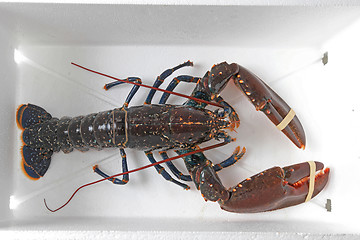 Image showing Live Lobster