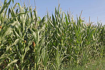 Image showing Green Maize