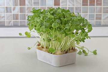 Image showing Box of Watercress