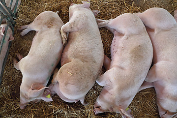 Image showing Dead Pigs Problem