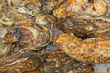 Image showing Rock Oysters