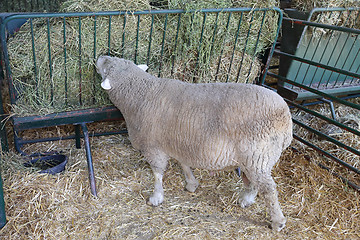 Image showing Grazing Sheep