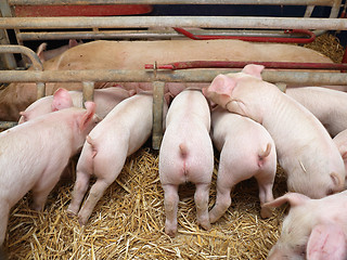 Image showing Piglets