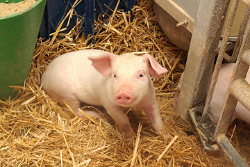 Image showing One Piglet